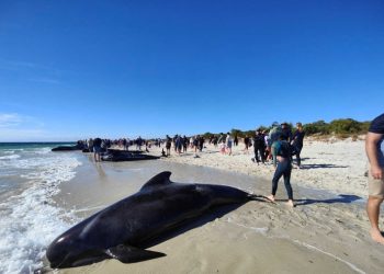 Αυστραλία: Δεκάδες μαύρα δελφίνια ξεβράστηκαν στον όρμο Τόμπι