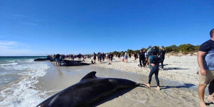 Αυστραλία: Δεκάδες μαύρα δελφίνια ξεβράστηκαν στον όρμο Τόμπι