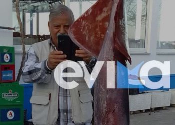 Εύβοια: Ψαράς έπιασε καλαμάρι «γίγας», ζυγίζει 15 κιλά