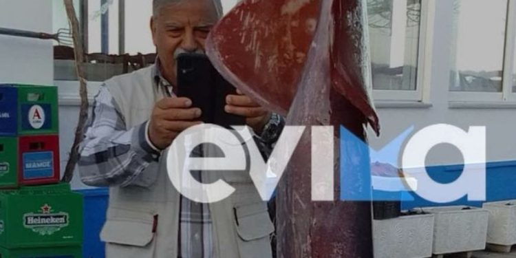 Εύβοια: Ψαράς έπιασε καλαμάρι «γίγας», ζυγίζει 15 κιλά