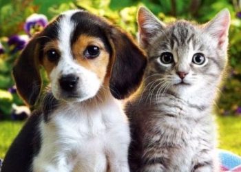 Η Πάτρα απέκτησε το πρώτο κοιμητήριο μικρών ζωών!