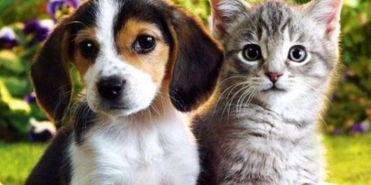 Η Πάτρα απέκτησε το πρώτο κοιμητήριο μικρών ζωών!