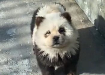 Κίνα: Ζωολογικός κήπος έβαψε σκυλιά ασπρόμαυρα για να μοιάζουν με πάντα