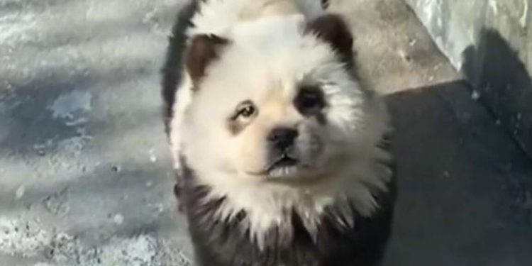 Κίνα: Ζωολογικός κήπος έβαψε σκυλιά ασπρόμαυρα για να μοιάζουν με πάντα