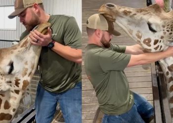 Viral o χειροπράκτης που ισιώνει το λαιμό καμηλοπάρδαλης σε μόλις λίγα λεπτά