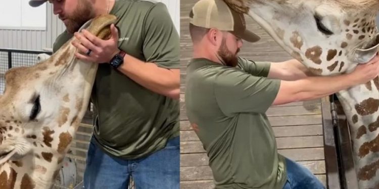 Viral o χειροπράκτης που ισιώνει το λαιμό καμηλοπάρδαλης σε μόλις λίγα λεπτά