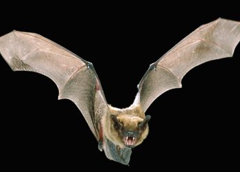 Ισπανία: Νυχτερίδα δάγκωσε τραγουδίστρια σε συναυλία