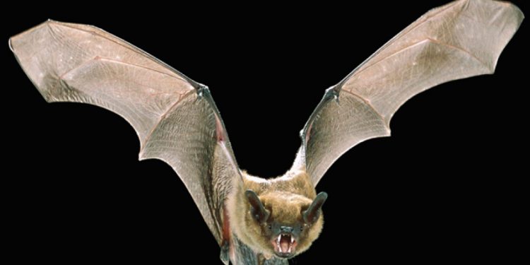 Ισπανία: Νυχτερίδα δάγκωσε τραγουδίστρια σε συναυλία