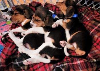 ΗΠΑ: Εξέτρεφαν σκυλιά για ιατρικές δοκιμές σε άθλιες συνθήκες