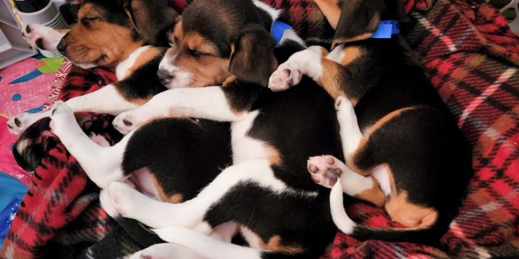 ΗΠΑ: Εξέτρεφαν σκυλιά για ιατρικές δοκιμές σε άθλιες συνθήκες