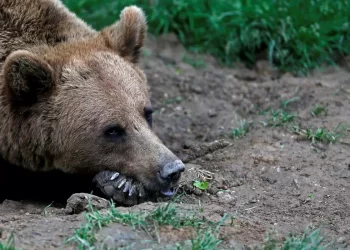 Ρουμανία: Αρκούδα σκότωσε 19χρονη που είχε πάει για πεζοπορία