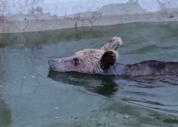 Αρκούδα παγιδεύτηκε σε δεξαμενή νερού (βίντεο)