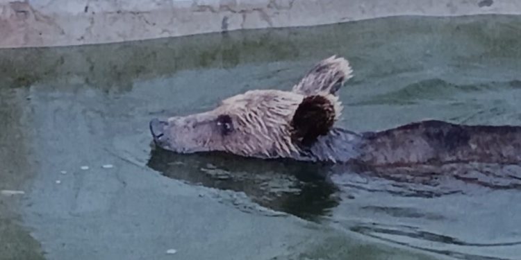 Αρκούδα παγιδεύτηκε σε δεξαμενή νερού (βίντεο)