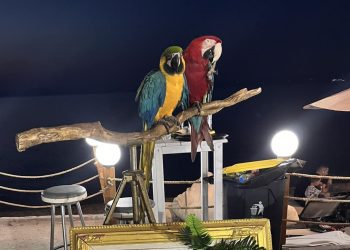 Χαλκιδική: Χρησιμοποιούσε παπαγάλους ως «κράχτες»