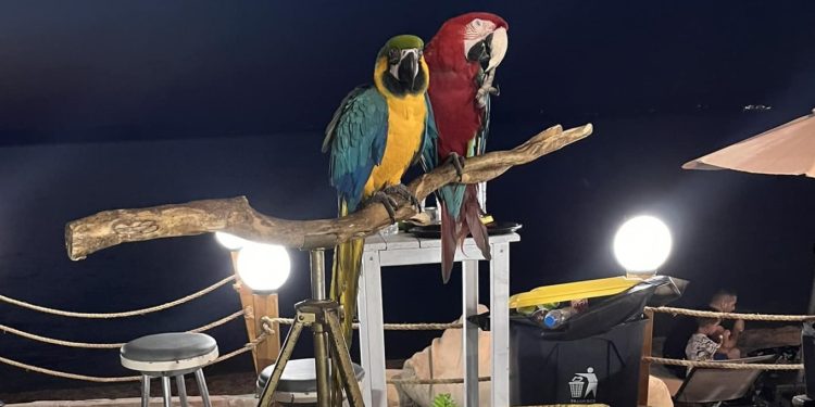 Χαλκιδική: Χρησιμοποιούσε παπαγάλους ως «κράχτες»