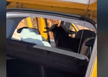 Κρήτη: Τράγος «στρογγυλοκάθισε» σε αυτοκίνητο τουριστών (βίντεο)