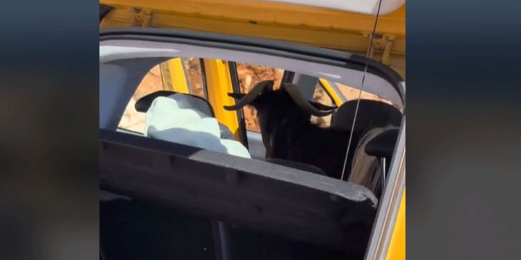 Κρήτη: Τράγος «στρογγυλοκάθισε» σε αυτοκίνητο τουριστών (βίντεο)