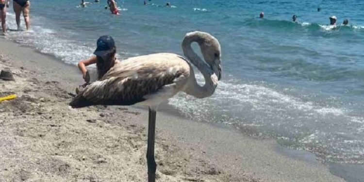 Κρήτη: Φλαμίνγκο «βολτάρουν» σε παραλίες