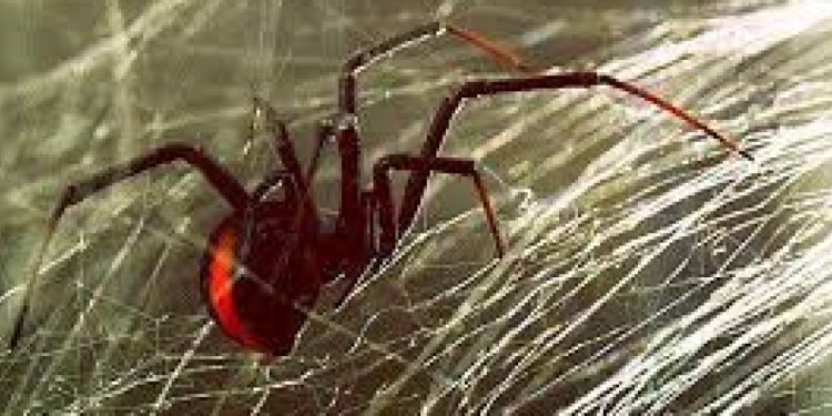 Τι σημαίνει η φράση «τον έφαγε η μαρμάγκα»