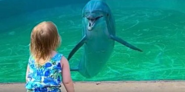 Κοριτσάκι «πιάνει κουβέντα»… με ένα δελφίνι