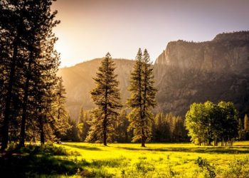 Η σημασία της φράσης: «βλέπει το δέντρο αλλά χάνει το δάσος»