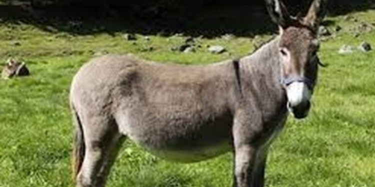 Μάθε από πού βγήκε η φράση «Κατά φωνή κι ο γάιδαρος»