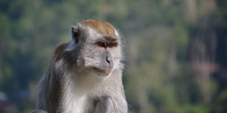 Viral έγινε ο μακάκος που πόζαρε στην κάμερα με  επαγγελματική άνεση