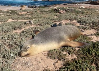 Περιβάλλον: Πως τα θαλάσσια λιοντάρια βοηθούν τους επιστήμονες να εξερευνήσουν ωκεανούς