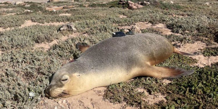 Περιβάλλον: Πως τα θαλάσσια λιοντάρια βοηθούν τους επιστήμονες να εξερευνήσουν ωκεανούς