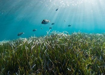 Μεσόγειος: Έσπασε κάθε ρεκόρ η θερμοκρασία των υδάτων τον Δεκαπενταύγουστο