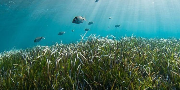 Μεσόγειος: Έσπασε κάθε ρεκόρ η θερμοκρασία των υδάτων τον Δεκαπενταύγουστο