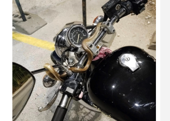 Ηγουμενίτσα: Φίδι τυλίχθηκε γύρω από το τιμόνι μοτοσικλέτας εν κινήσει