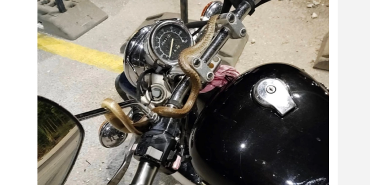 Ηγουμενίτσα: Φίδι τυλίχθηκε γύρω από το τιμόνι μοτοσικλέτας εν κινήσει