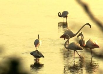 Λίμνη Κερκίνη: Χιλιάδες ροζ φλαμίνγκο έκαναν την εμφάνισή τους