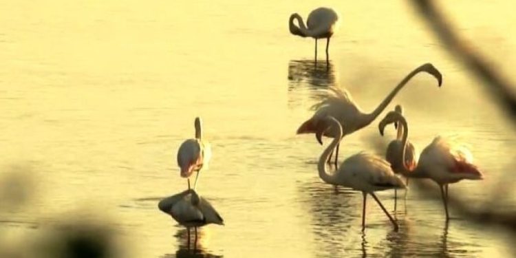 Λίμνη Κερκίνη: Χιλιάδες ροζ φλαμίνγκο έκαναν την εμφάνισή τους