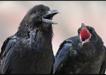 Θεματικό πάρκο εκπαιδεύει κοράκια για να μαζεύουν αποτσίγαρα και σκουπίδια (video)