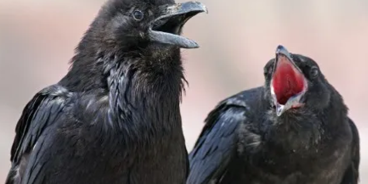 Θεματικό πάρκο εκπαιδεύει κοράκια για να μαζεύουν αποτσίγαρα και σκουπίδια (video)