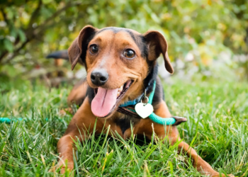 Φρίκη:  Έδεσαν τα πόδια τυφλού σκύλου και τον πέταξαν σε ποτάμι