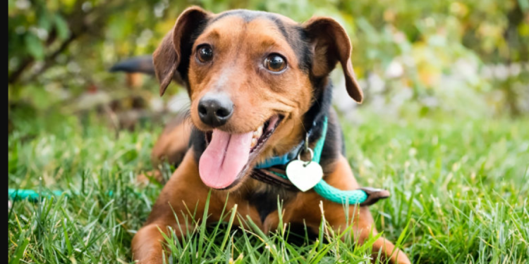 Φρίκη:  Έδεσαν τα πόδια τυφλού σκύλου και τον πέταξαν σε ποτάμι