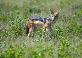 Μεσσηνία: Σκότωσαν τσακάλια και τα κρέμασαν σε πινακίδες κυκλοφορίας