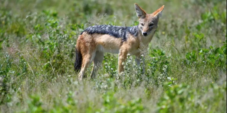 Μεσσηνία: Σκότωσαν τσακάλια και τα κρέμασαν σε πινακίδες κυκλοφορίας