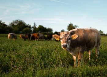 Καλαμπάκα: Κτηνοτρόφος έβαλε gps… στις αγελάδες του