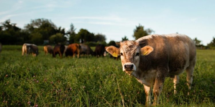 Καλαμπάκα: Κτηνοτρόφος έβαλε gps… στις αγελάδες του