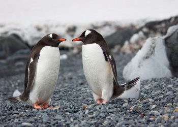 Η πιο κουλ δουλειά στον κόσμο δεν είναι πια διαθέσιμη: 34χρονος ανέλαβε ταχυδρόμος στην Ανταρκτική