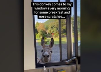 Πανέξυπνο γαϊδουράκι «εισβάλει» σε σπίτι και ζητάει κέρασμα  (video)