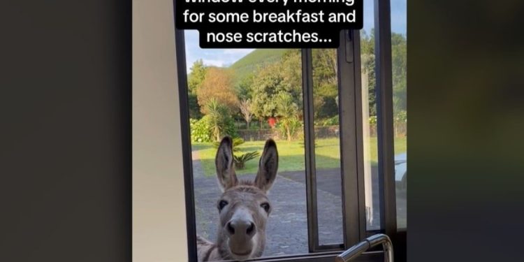 Πανέξυπνο γαϊδουράκι «εισβάλει» σε σπίτι και ζητάει κέρασμα  (video)