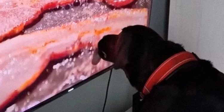 Λιχούδης σκύλος γίνεται viral: Είδε στην τηλεόραση μπέικον και άρχισε να το γλείφει