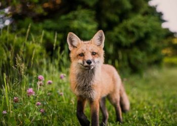 Τι σημαίνει η φράση «τι θέλει η αλεπού στο παζάρι;»