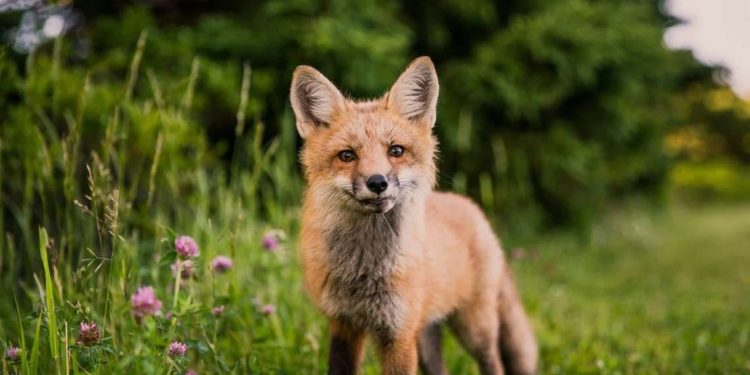 Τι σημαίνει η φράση «τι θέλει η αλεπού στο παζάρι;»