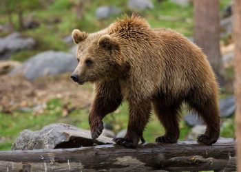 Βρήκε αρκούδα να ψαχουλεύει.. στην κουζίνα της (video)